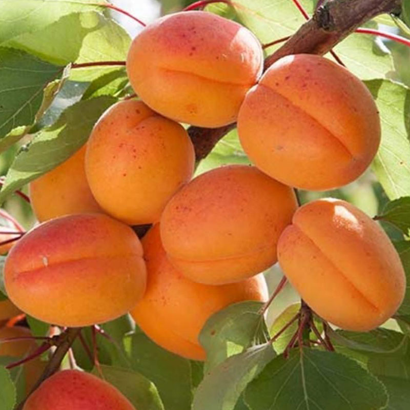 صفحه اصلی