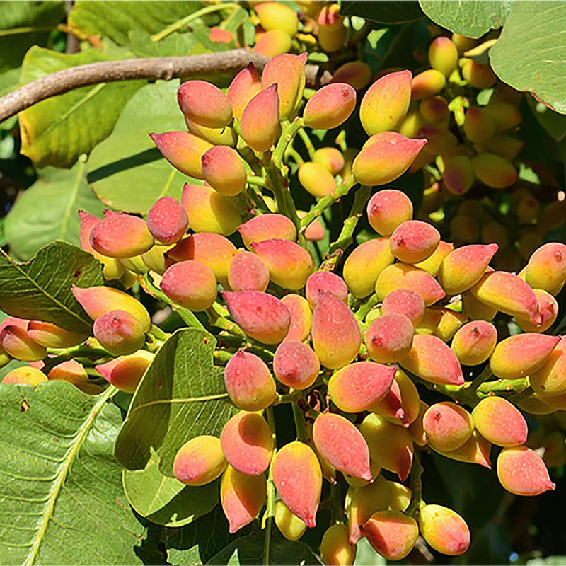 صفحه اصلی