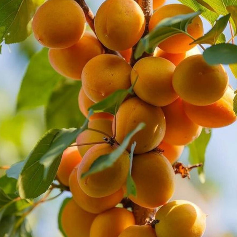 صفحه اصلی