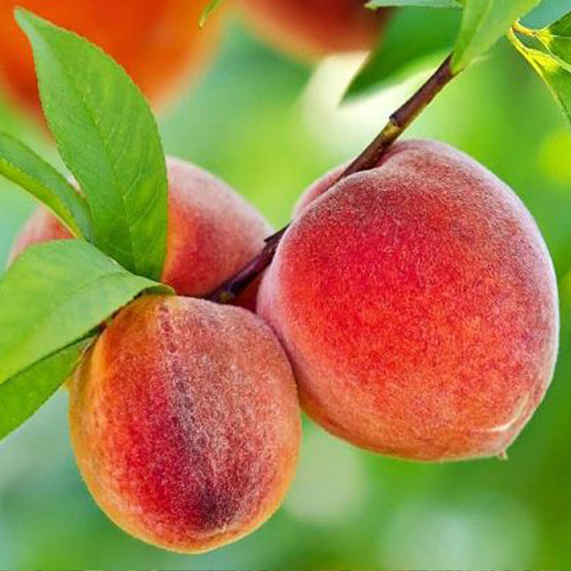 صفحه اصلی