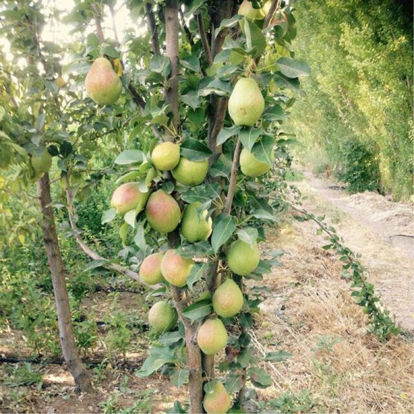 نهال گلابی درگزی