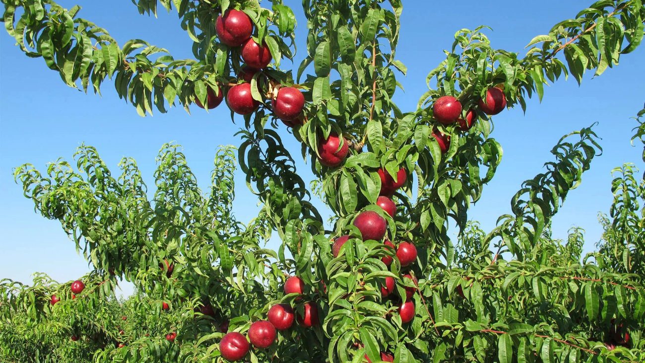 چرا نهال شلیل آوا کشت را انتخاب کنیم؟