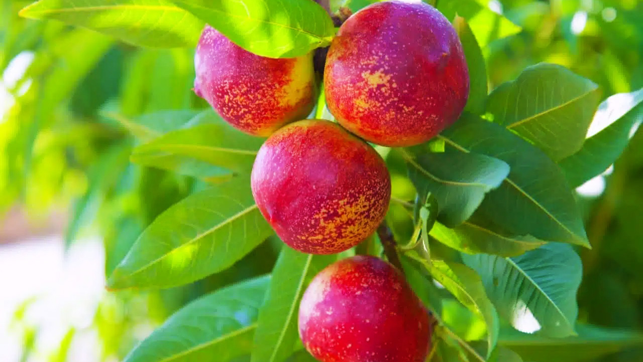 کاشت و پرورش درخت شلیل
