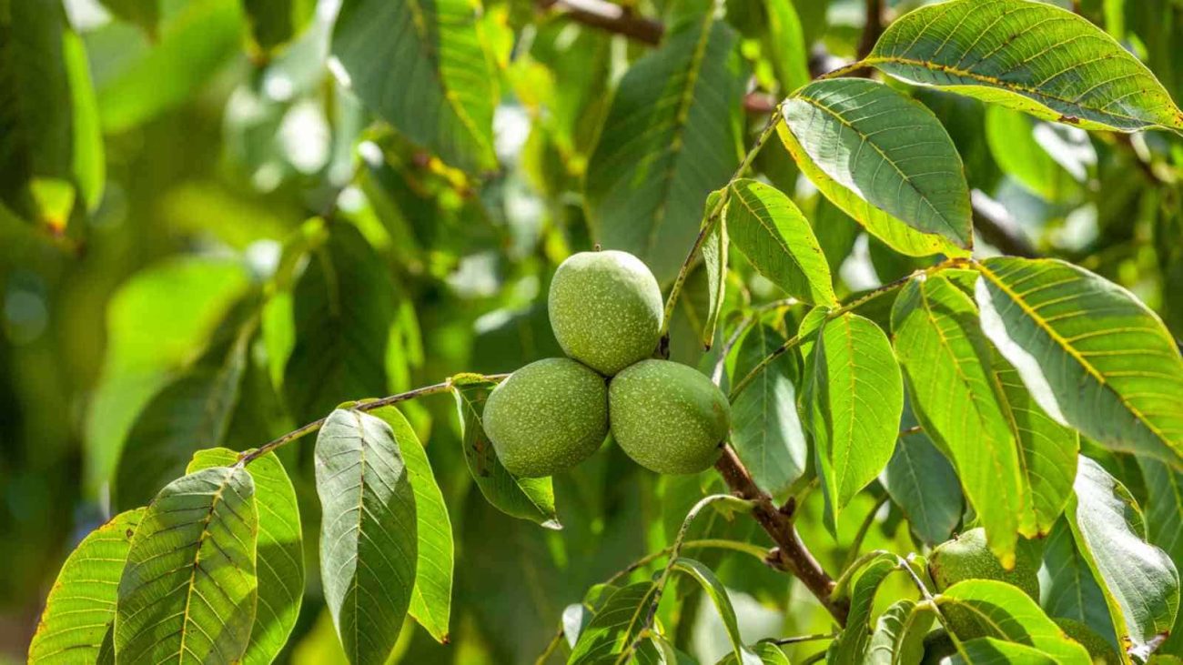 انواع ارقام گردو و ویژگی‌های آن‌ها