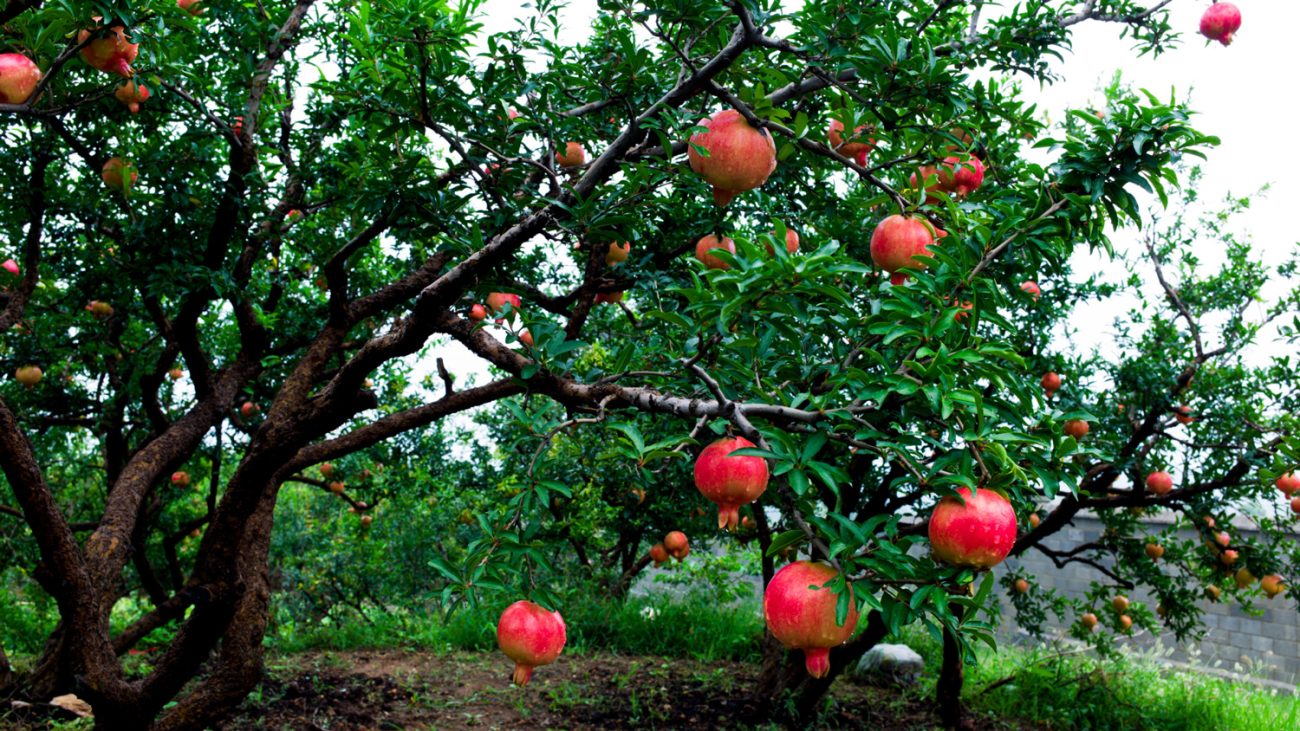 انواع ارقام انار و ویژگی‌های آن‌ها