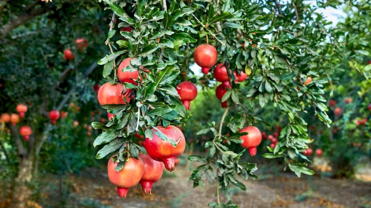 راهنمای کامل کاشت و پرورش درخت انار از صفر تا صد