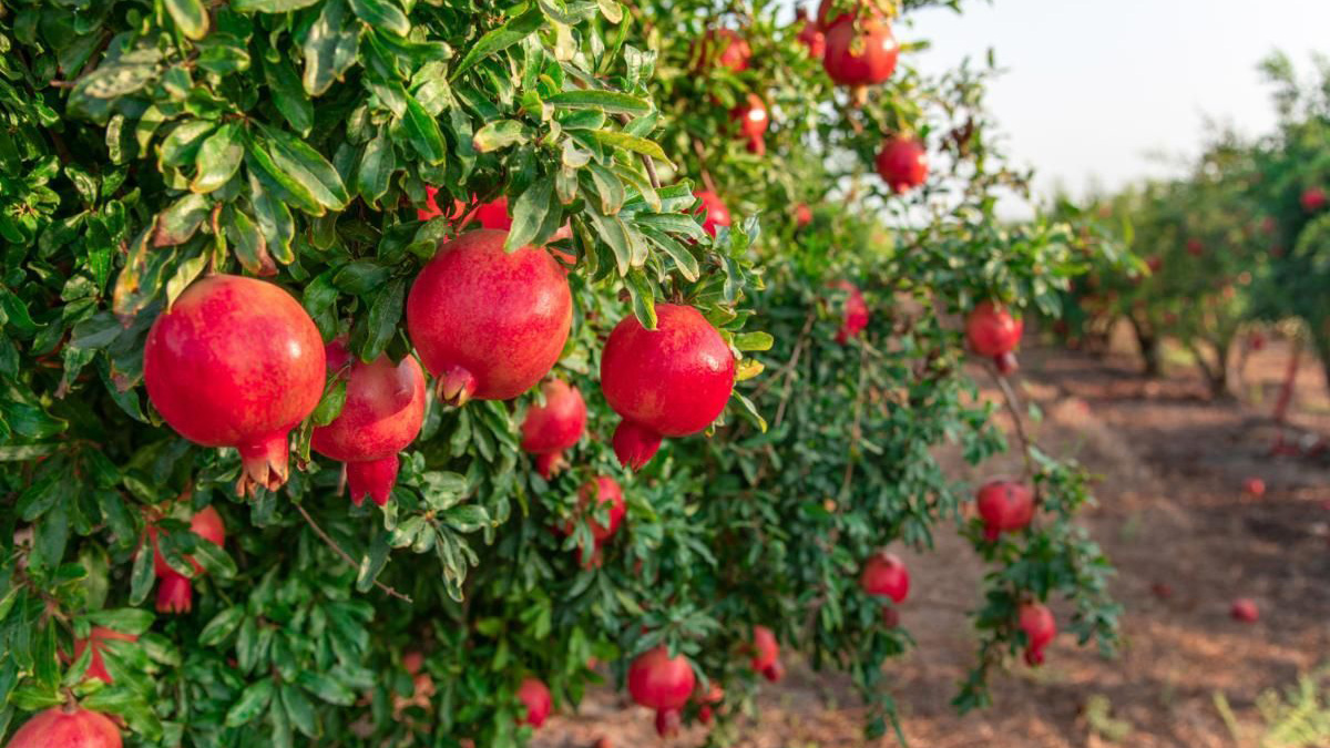 کوددهی مناسب برای درخت انار و افزایش محصول