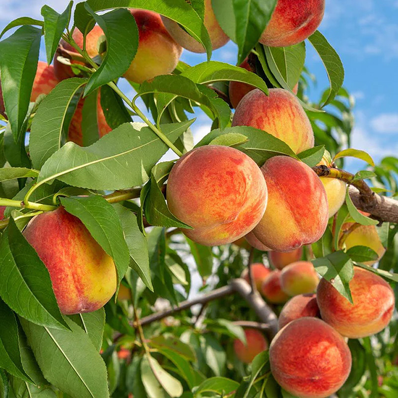 صفحه اصلی