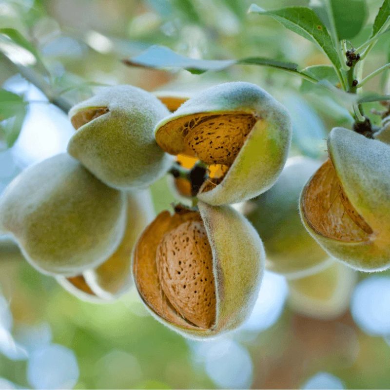 صفحه اصلی