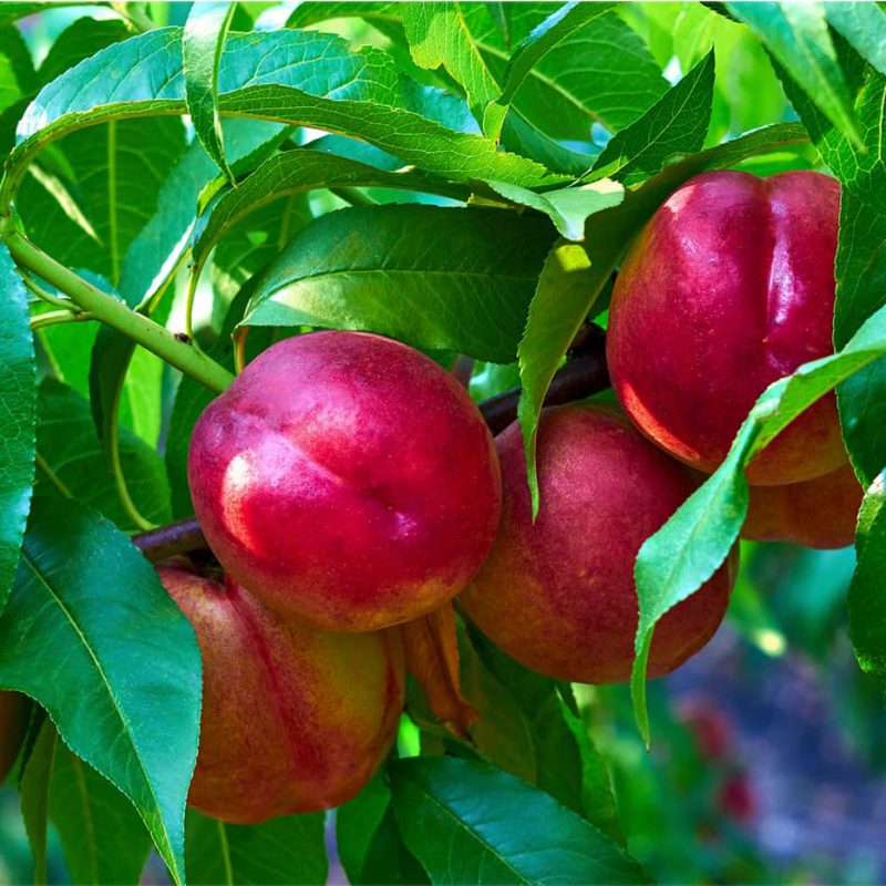 صفحه اصلی