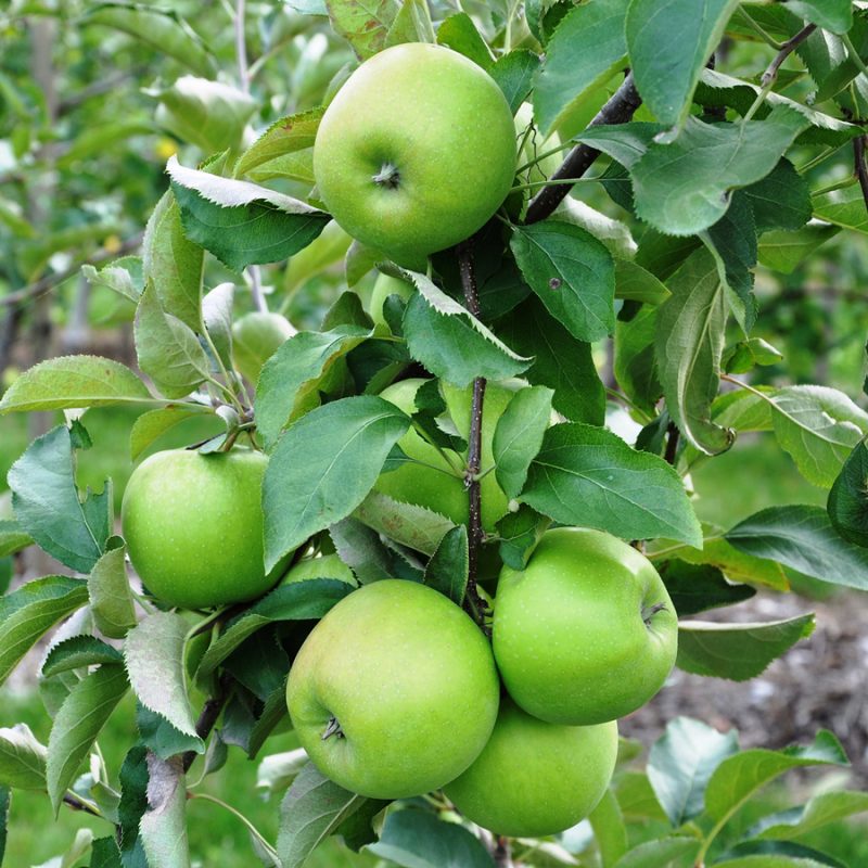 صفحه اصلی