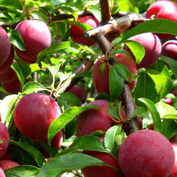 نهال آلو کویین رز