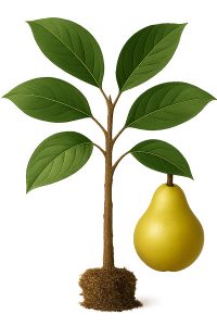 صفحه اصلی