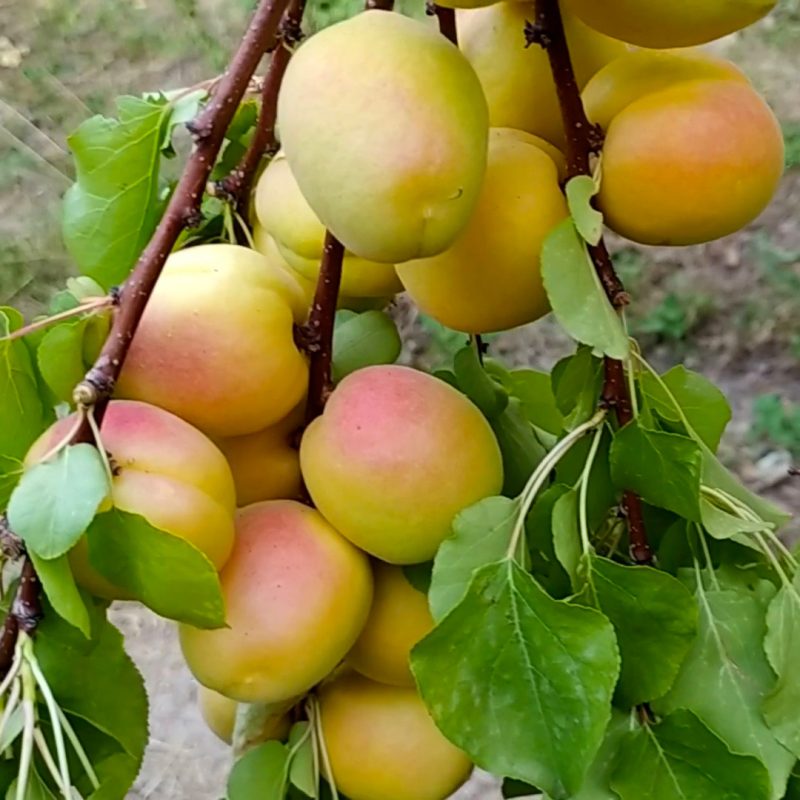 صفحه اصلی