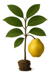 صفحه اصلی