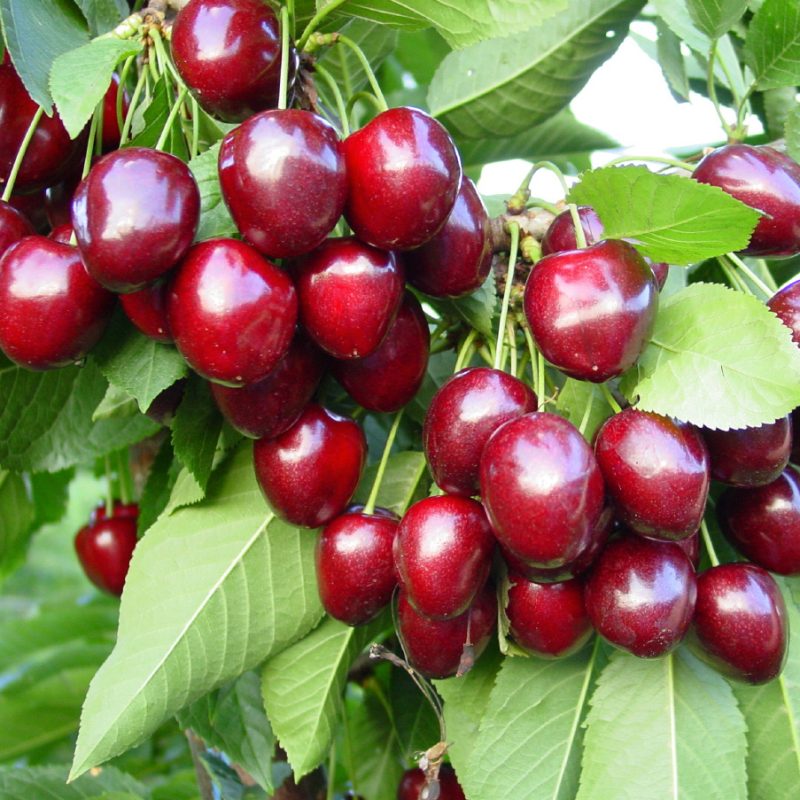 صفحه اصلی