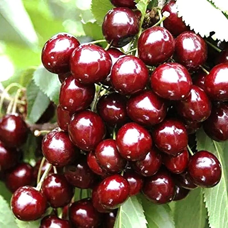 صفحه اصلی