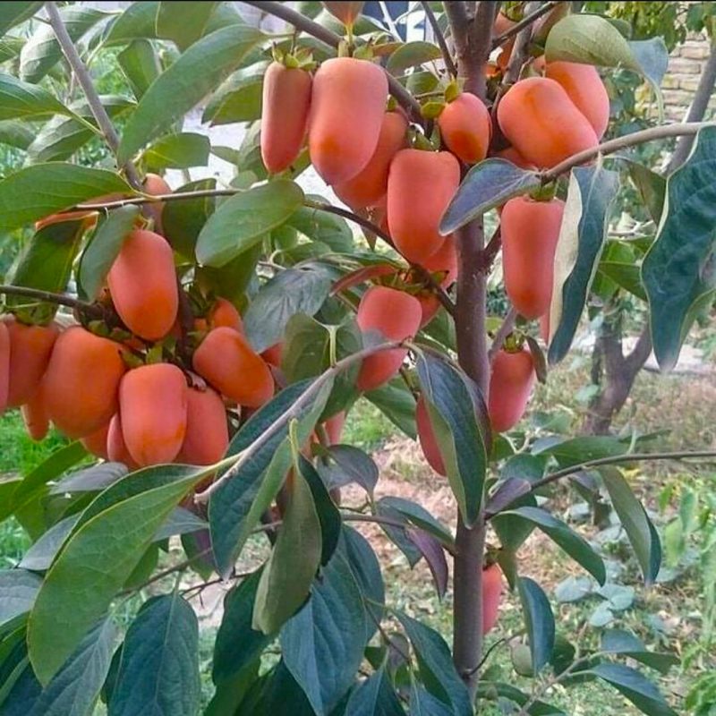 صفحه اصلی