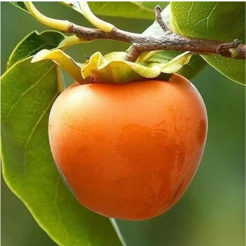 صفحه اصلی